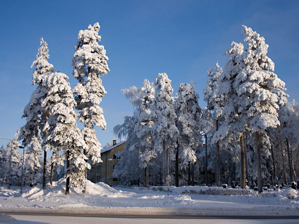 Kauppalankadun puita